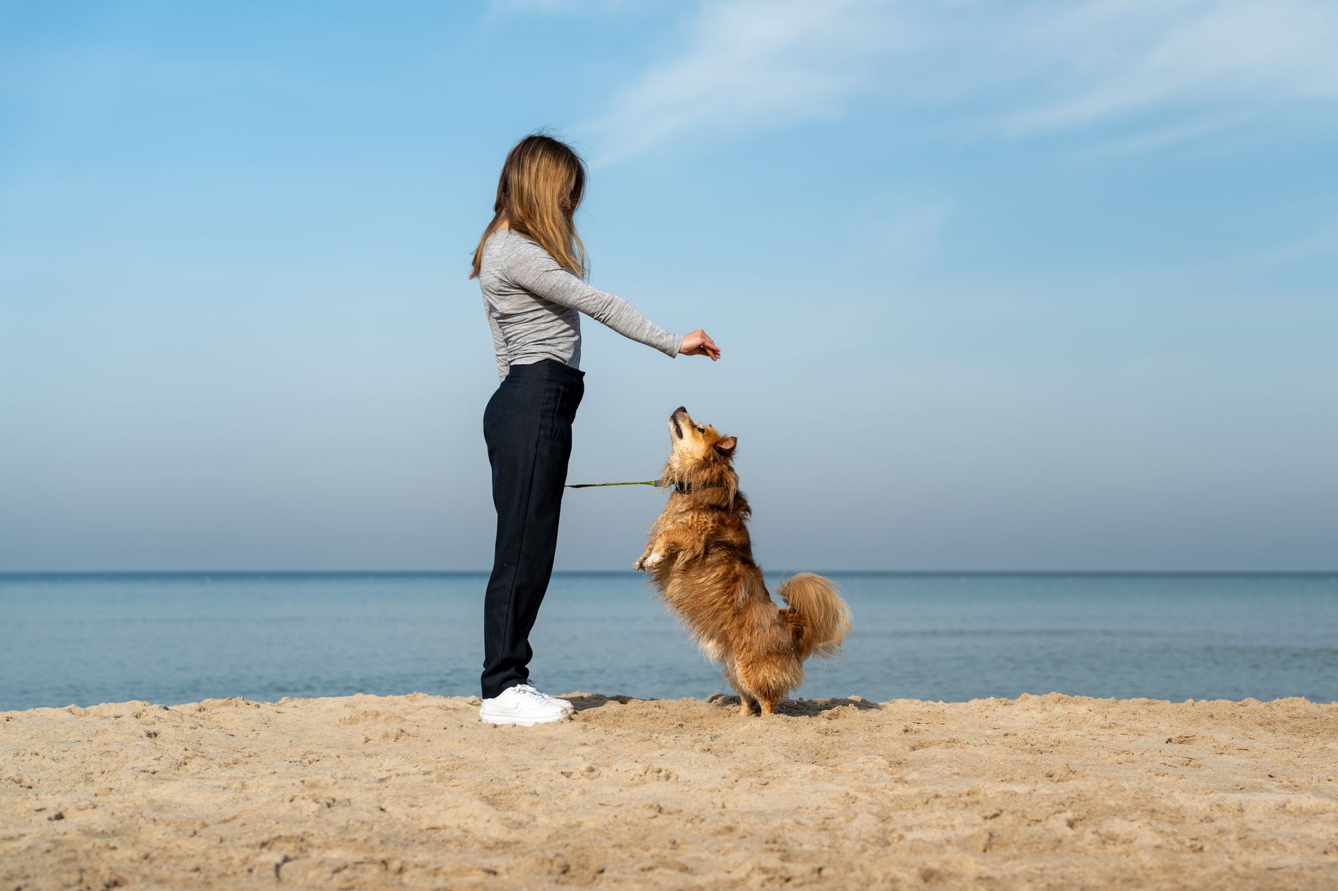 Tierhalterhaftpflicht: تأمين مسؤولية مالكي الكلاب في ألمانيا